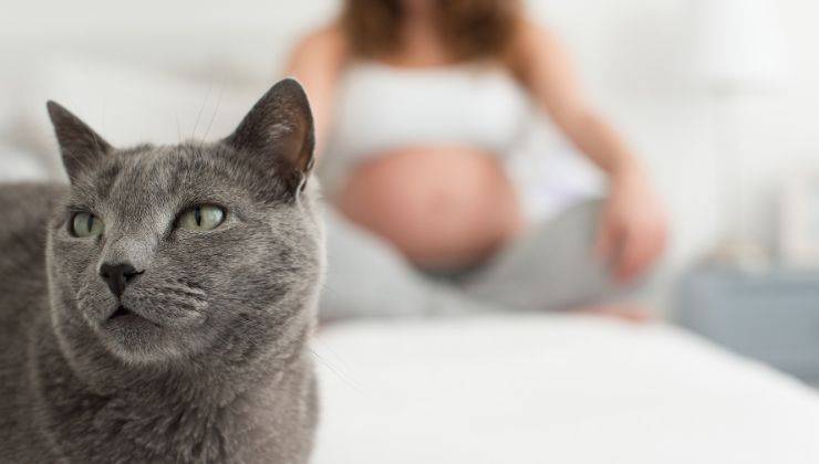 Donna incinta convive col gatto