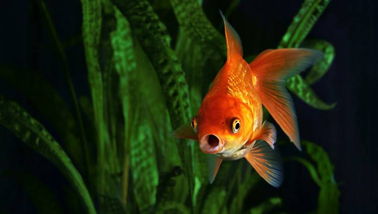 pesce rosso nell'acquario a fondo nudo