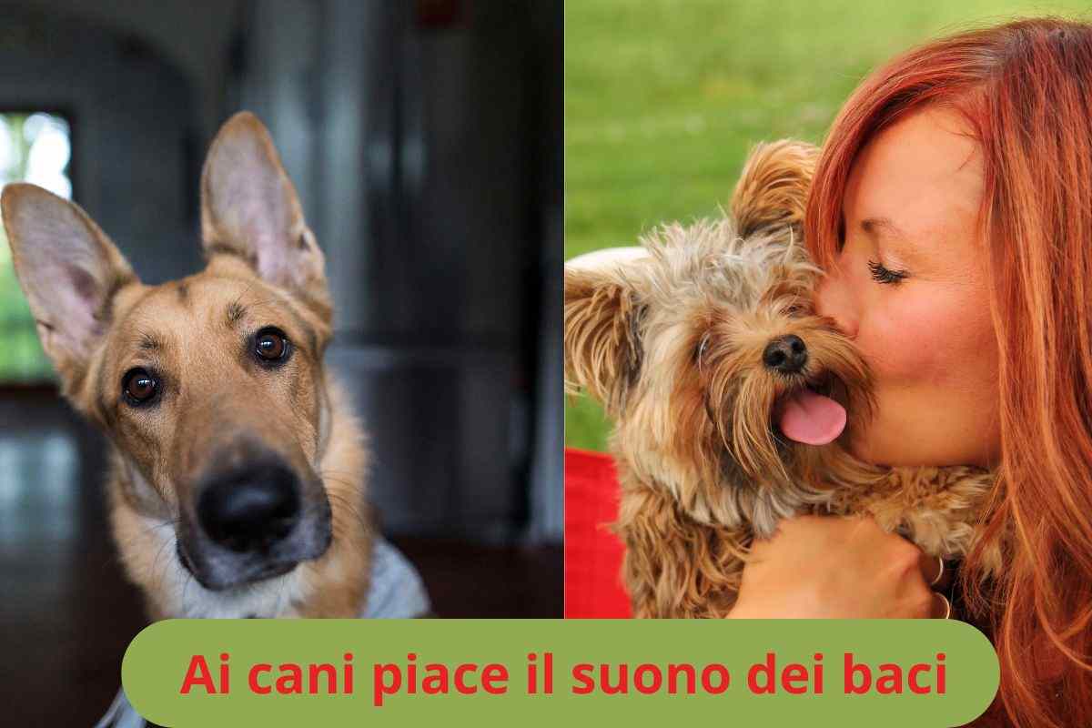 Cane drizza le orecchie e padrona che bacia il cane