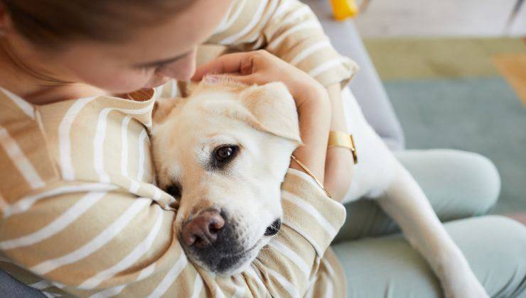 Cane si lascia coccolare