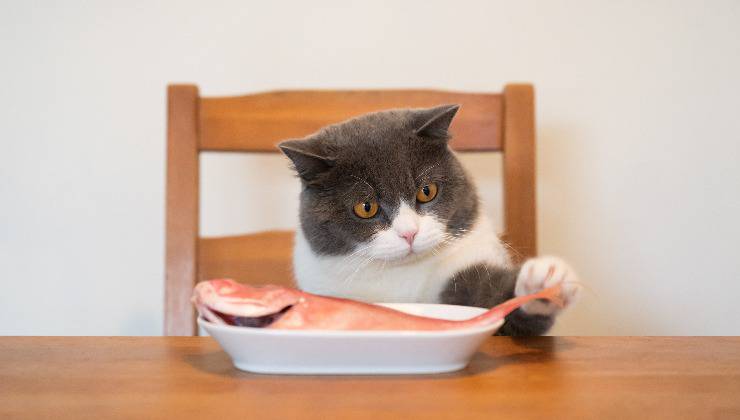 gatto seduto a tavola con un pesce nel piatto
