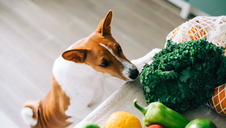 Cane e tavolo con verdure