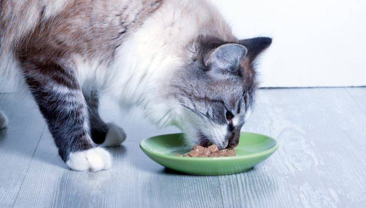Gatto mangia