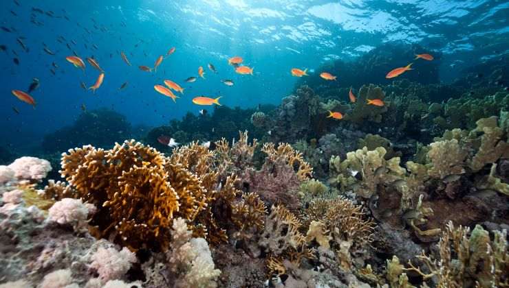 Pesci nell'oceano soffrono i cambiamenti climatici