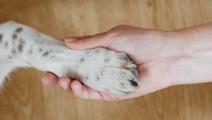 zampa del cane e la mano della proprietaria