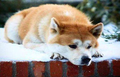 Torna sulla tomba del suo padrone deceduto