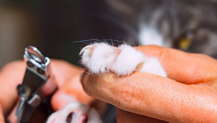 Zampa del gatto e tagliaunghie