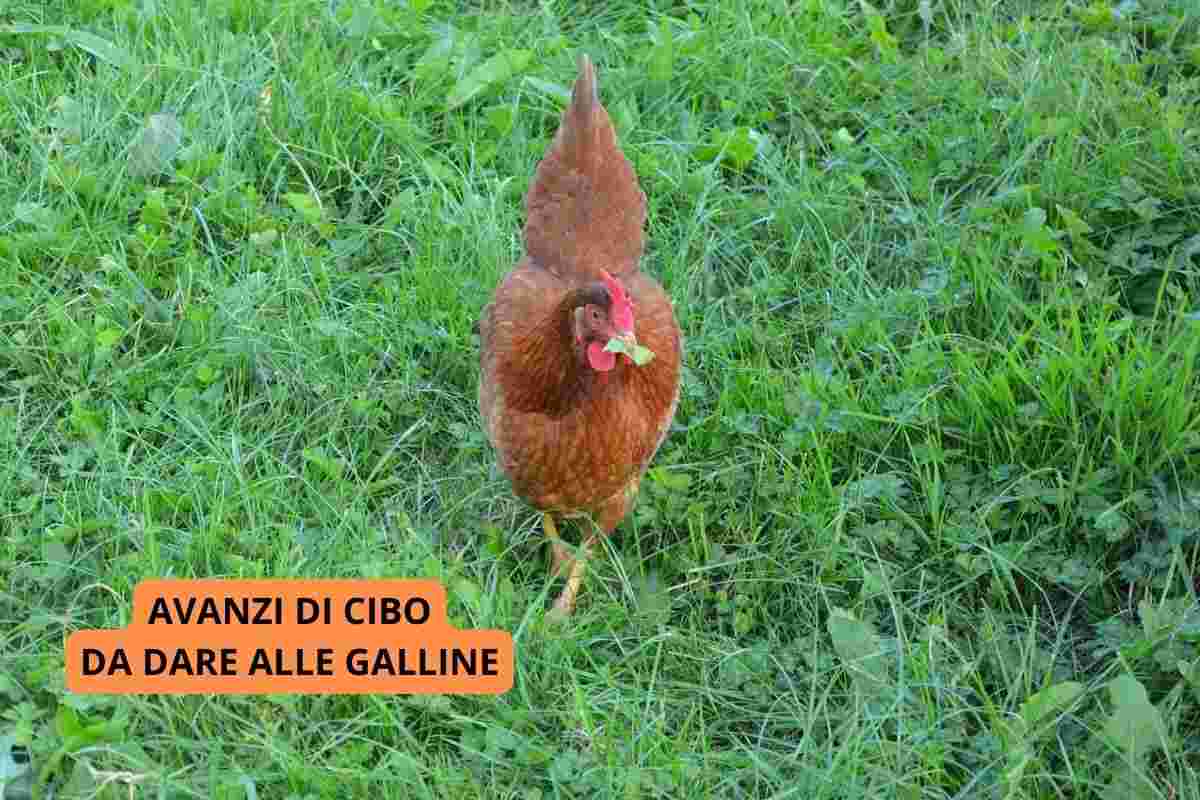 Gallina con avanzi di cibo