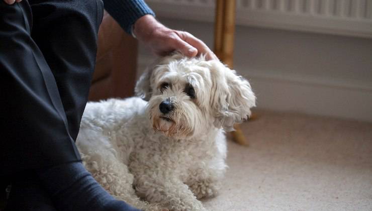 Cane sotto la poltrona del proprietario anziano