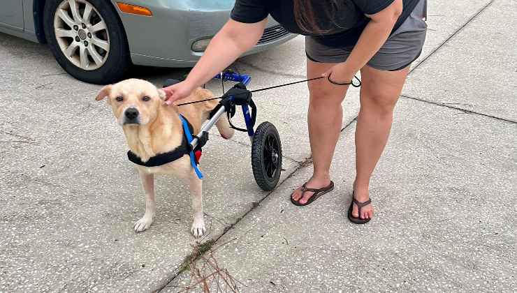 cane in sedia a rotelle