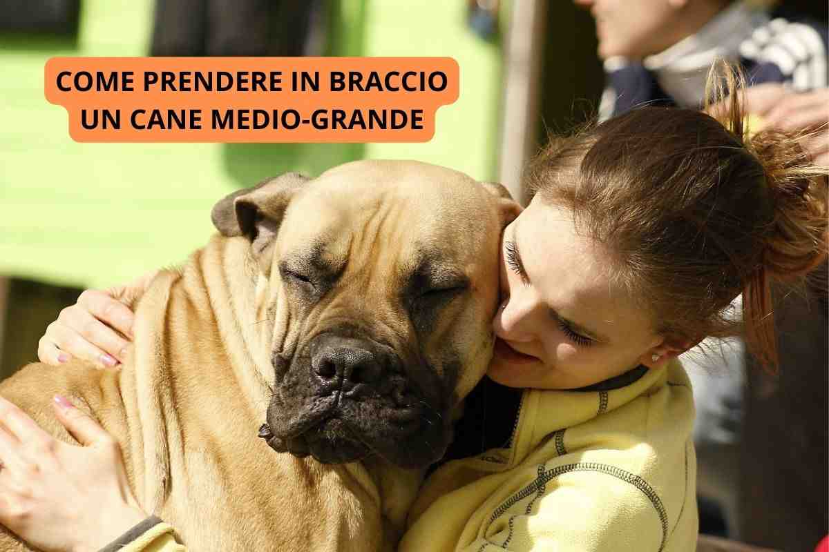 cane di taglia medio-grande