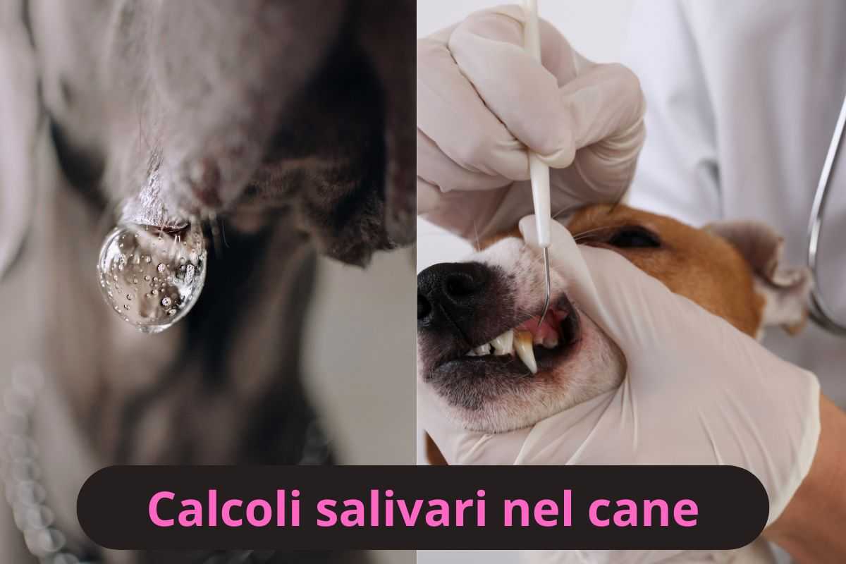 Problemi alla saliva e alla bocca nel cane 