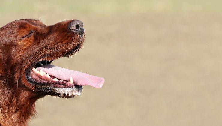 Cane con la bocca aperta