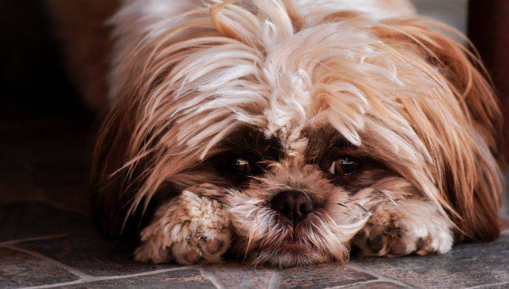 Cane triste perché ha capito che il suo umano sta per morire