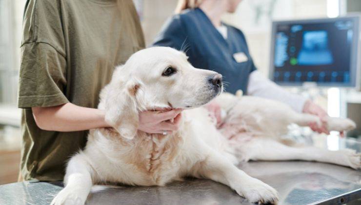 Cane dal veterinario perché ha mal di pancia e trema