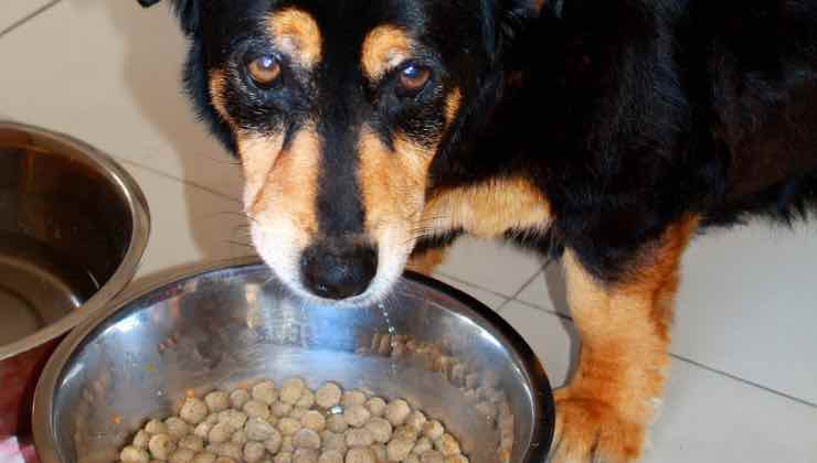 Cane nero e marrone non mangia il cibo 