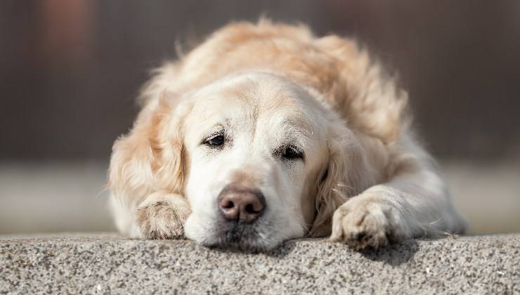 Cane sdraiato e apatico