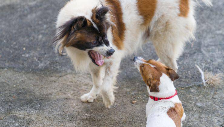 Cane aggressivo verso un altro cane