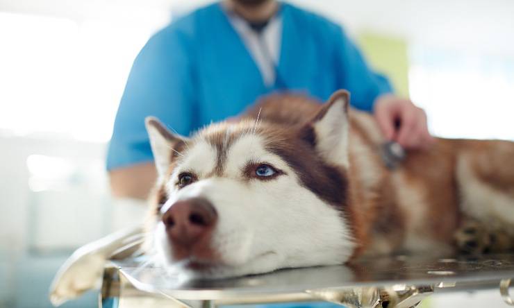 Cane dal veterinario perché sta male dopo aver mangiato i fondi di caffè