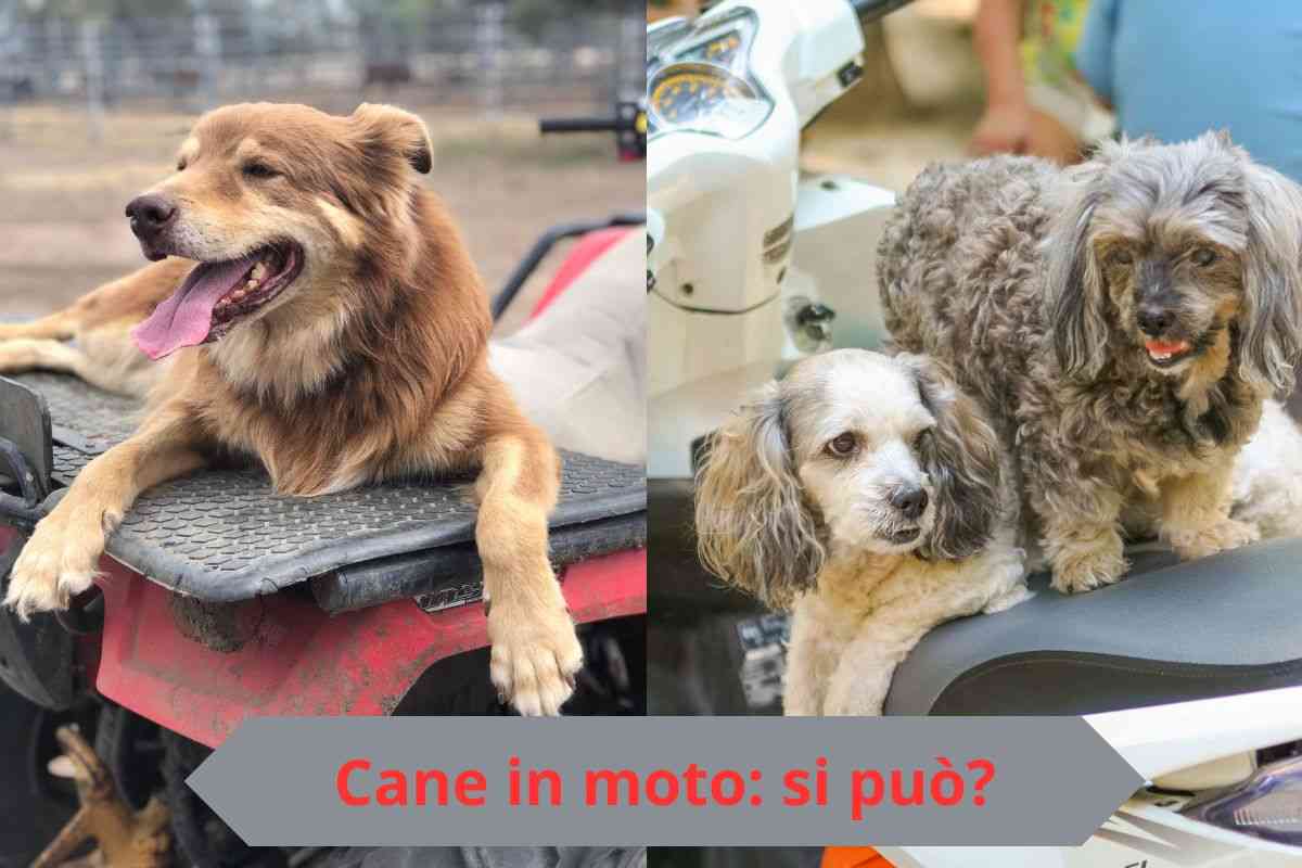Cani sulla sella della moto