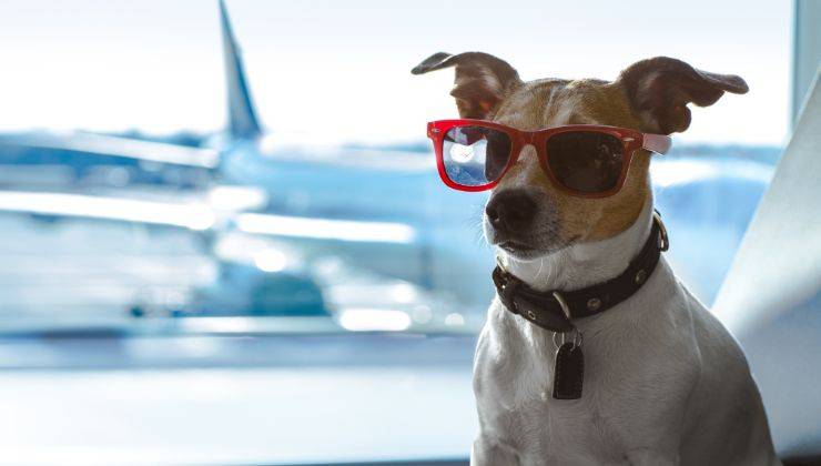 Cane in aeroporto