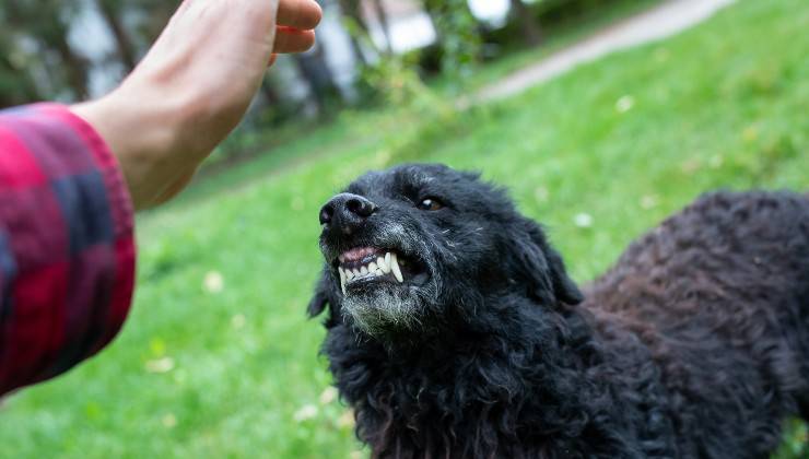 Cane ringhia verso una persona