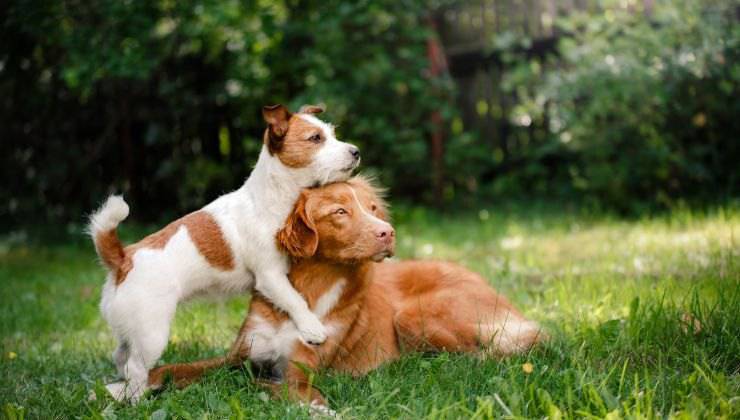 Cani si girano verso il loro umano