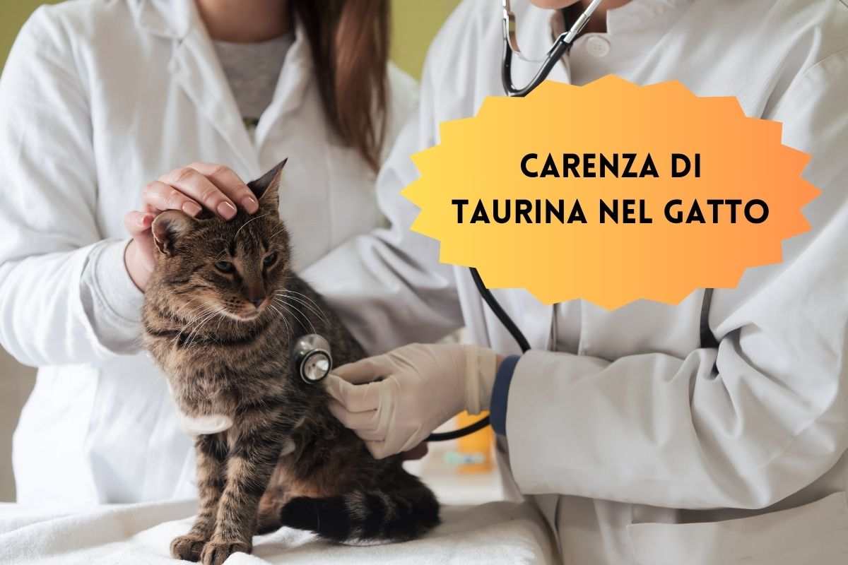 Gatto dal veterinario