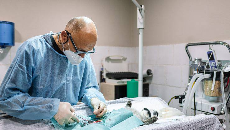 gatto in sala operatoria