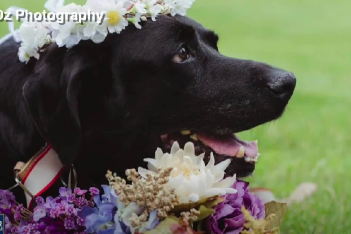 cane anziano sposa altare