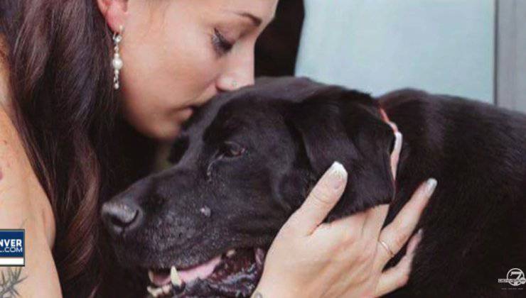 cane al matrimonio