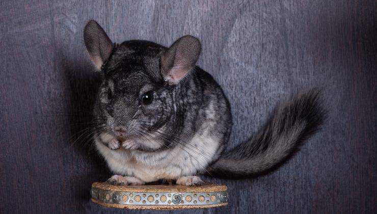 cincillà da solo e seduto