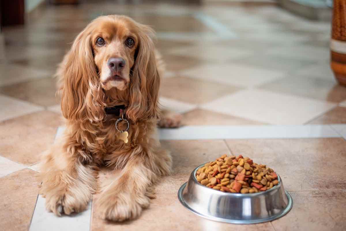 Un Cocker spaniel acanto al cibo nella ciotola