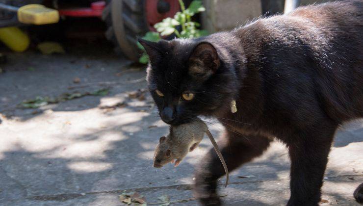 Gatto porta in bocca un topo