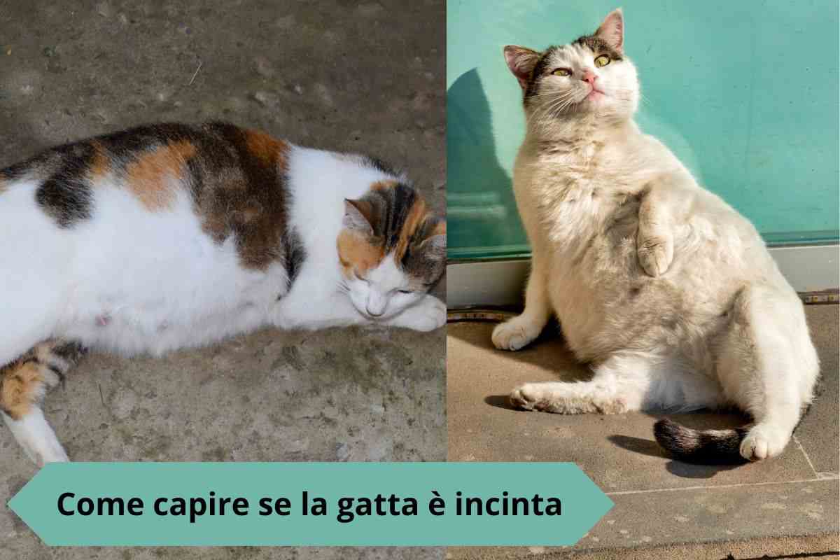 Gatta incinta stesa e gatta incinta si massaggia