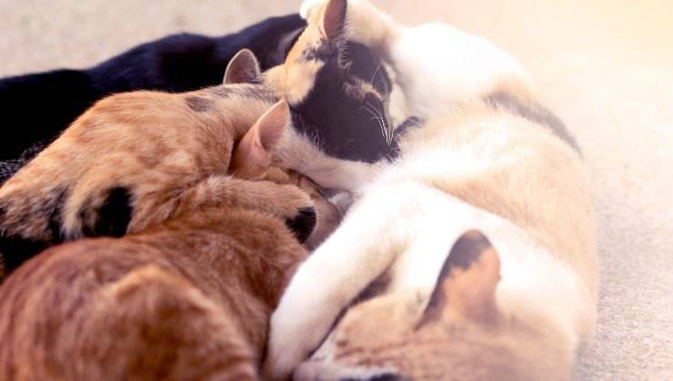 Cuccioli appena nati mangiano