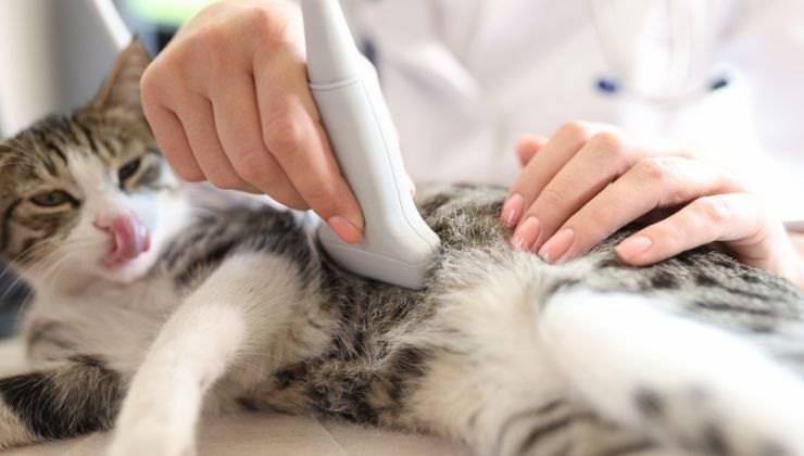 Ecografia della gatta