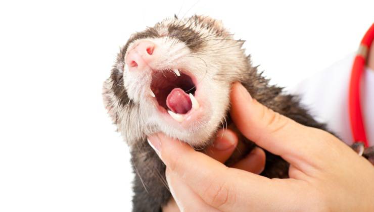 Furetto apre la bocca per prendere il medicinale