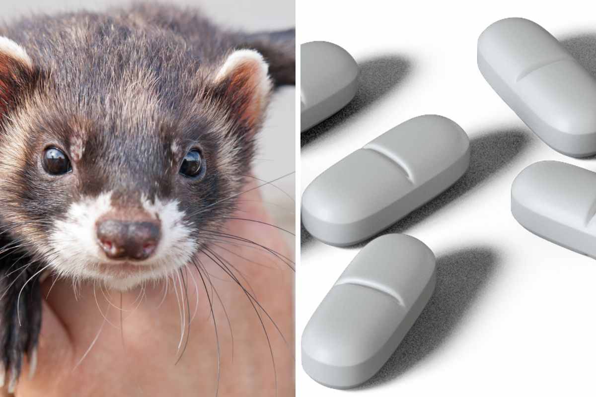 Una persona tiene il furetto tra le mani per dargli il medicinale