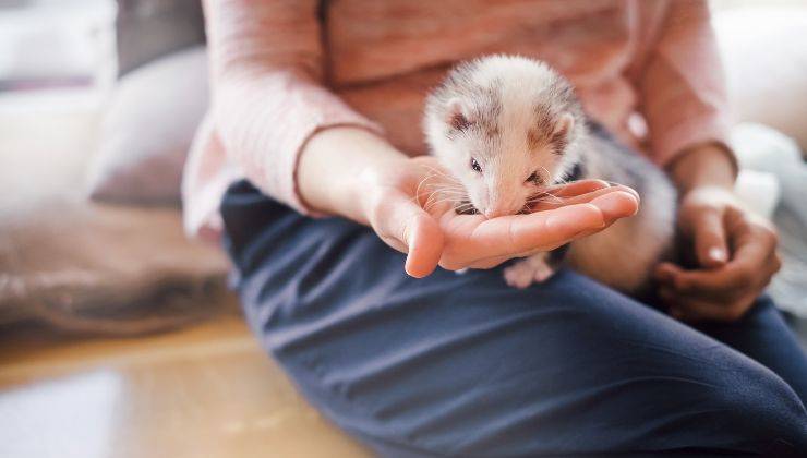 Furetto mangia tra le mani della donna e c'è nel cibo anche il farmaco