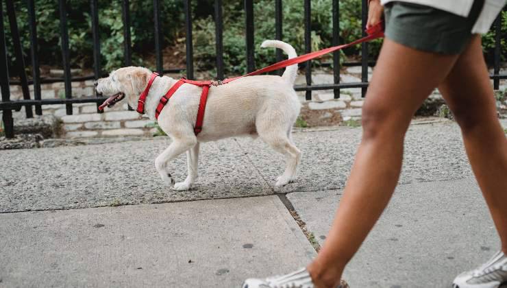 Cane bianco al guinzaglio cammina accanto alla sua umana 