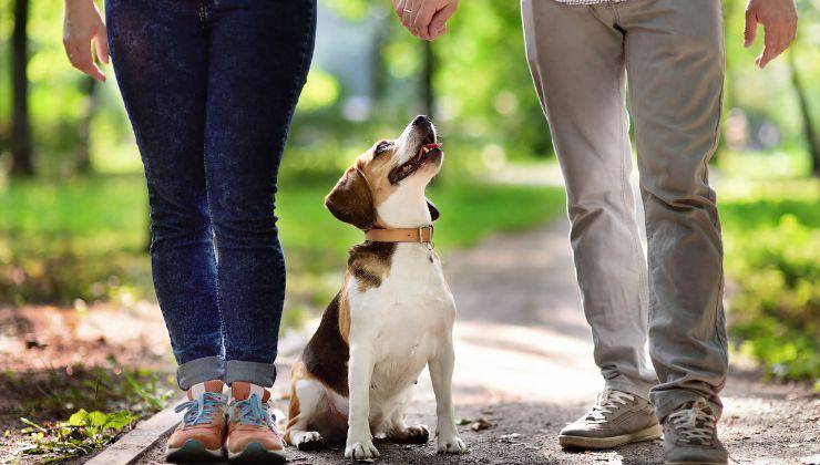 Cane bianco e marrone tra i suoi umani perché ha imparato il comando al passo