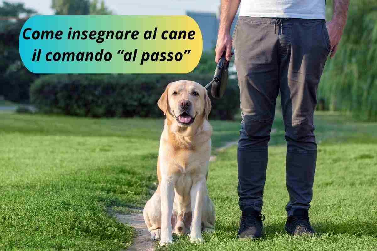 Cane seduto accanto al suo umano durante l'addestramento