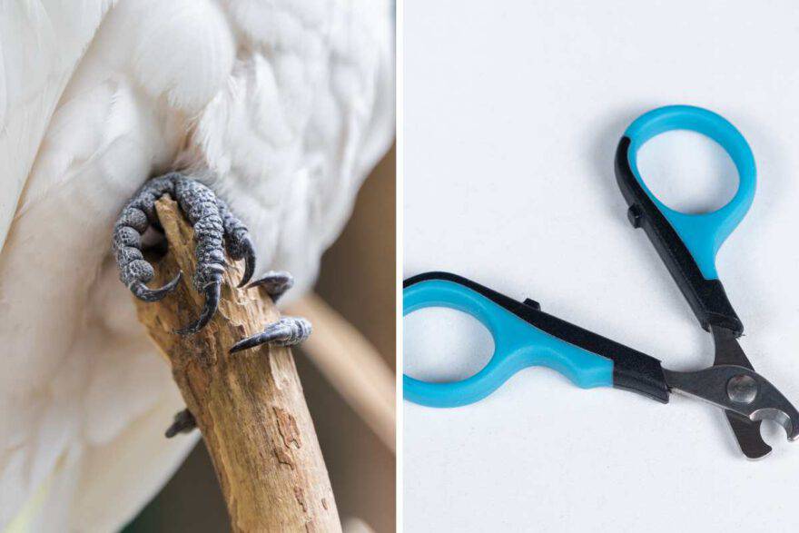 gli strumenti adatti al taglio delle unghie del pappagallo