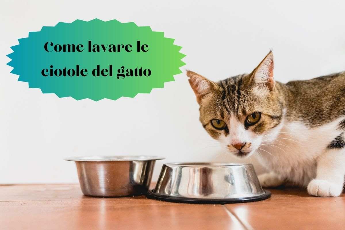 Gatto guarda le sue ciotole