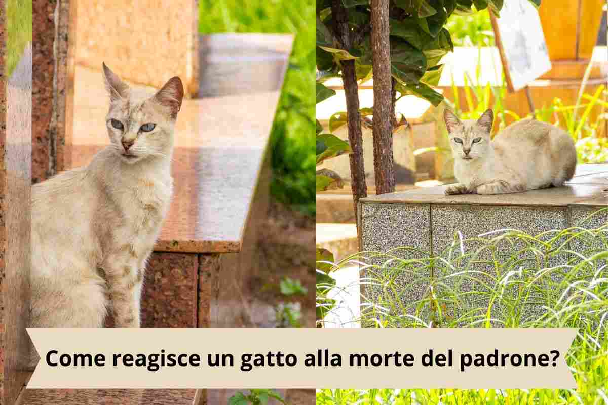 Gatti sulla tomba dei padroni