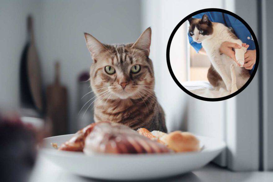 gatto con alimenti per rinforzare le articolazioni
