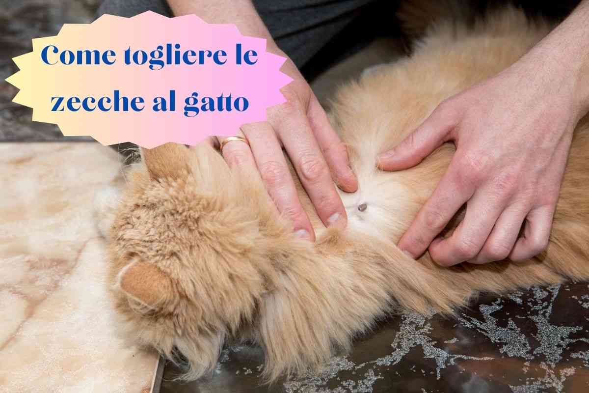 Uomo evidenzia una zecca sulla schiena del gatto e prova a toglierla