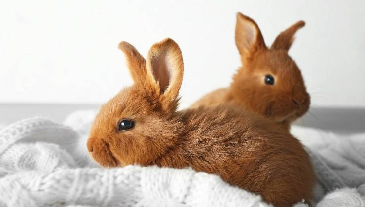 due conigli tra le coperte