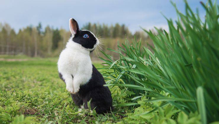 Coniglio bianco e nero con gli occhi azzurri in piedi nel prato muove il naso